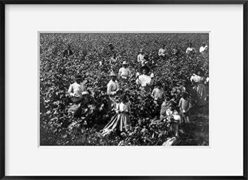 SONSUZ FOTOĞRAFLAR Fotoğraf: Pamuk Tarlası / 1907 / Afro-Amerikan / Tarihi Fotoğraf Reprodüksiyonu / Tarihi Duvar Sanatı