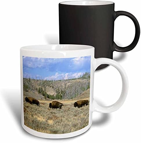 3dRose Abd, Wyoming, Yellowstone Np, Bıson-US51 TVE0011-Tom Vezo Seramik Kupa, 11 oz, Beyaz
